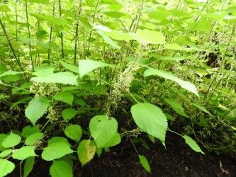 アオカラムシかな?