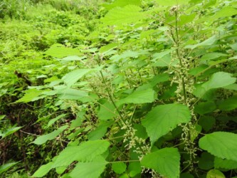 アオカラムシかな?