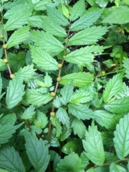 ウワバミソウ(ミズ)