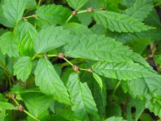 ウワバミソウ(ミズ)