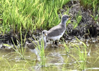 ケリの幼鳥