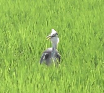 アオサギ