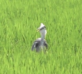 アオサギ