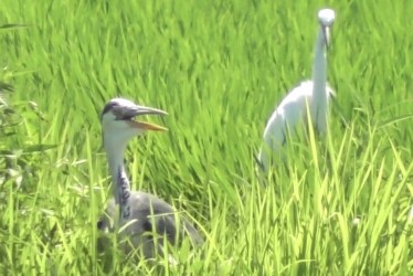 アオサギ