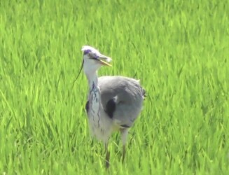 アオサギ