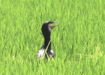 カワウ