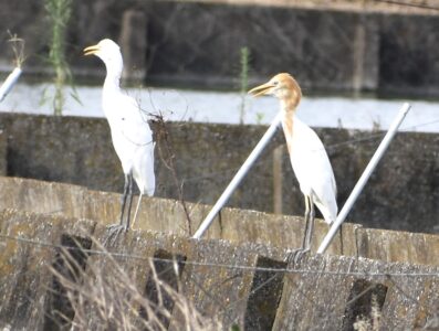 アマサギ