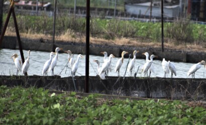 アマサギ