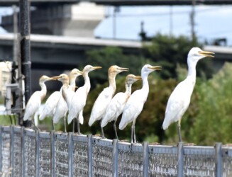 アマサギ