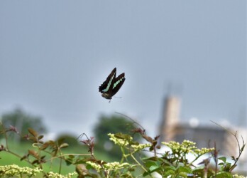 ヤブガラシの花に来たアオスジアゲハ
