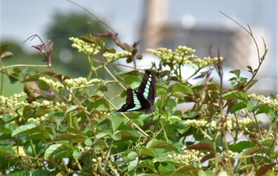 ヤブガラシの花に来たアオスジアゲハ
