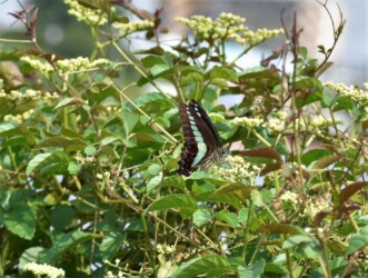 ヤブガラシの花に来たアオスジアゲハ