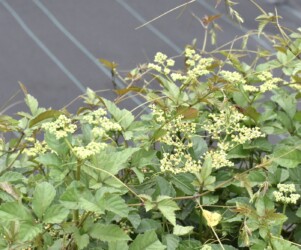 ヤブガラシの花