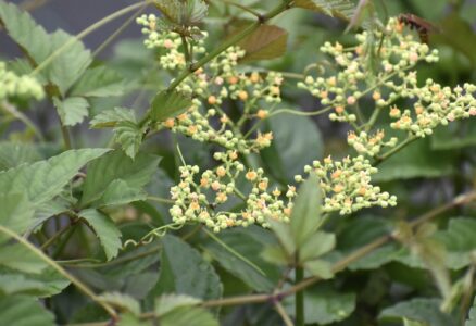 ヤブガラシ花