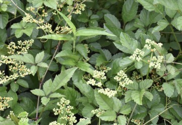 ヤブガラシの花