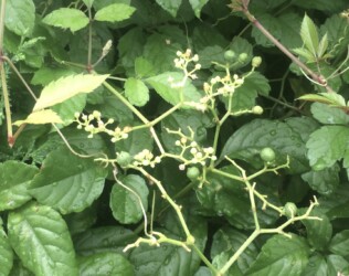 ヤブガラシの実