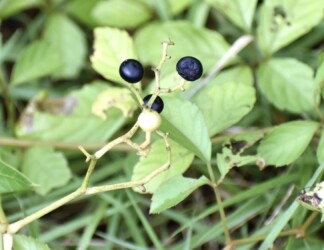 ヤブガラシの実