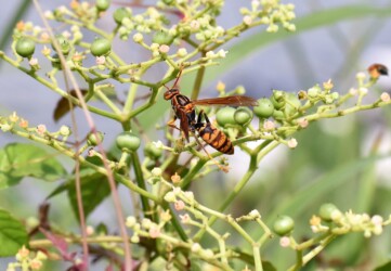 蜜に集まる昆虫たち