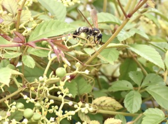 蜜に集まる昆虫たち
