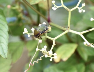 蜜に集まる昆虫たち