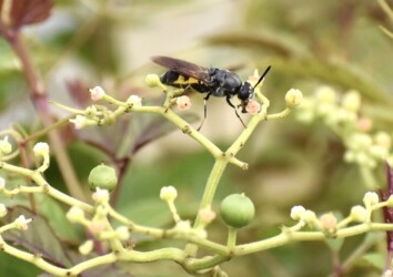 蜜に集まる昆虫たち