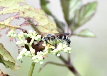 蜜に集まる昆虫たち