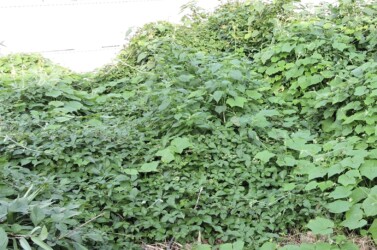 アレチウリとヤブガラシ