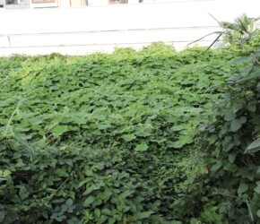 アレチウリとヤブガラシ