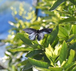 ナガサキアゲハのオス