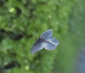 ナガサキアゲハのオス