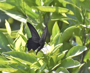 ナガサキアゲハのオス