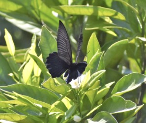 ナガサキアゲハのオス