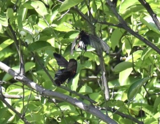 絡み合うオスとメス