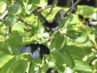 絡み合うオスとメス