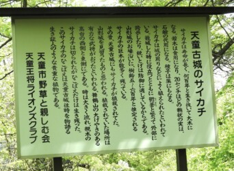 サイカチの掲示板