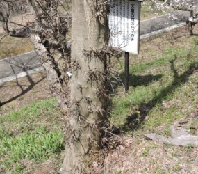 サイカチのトゲ