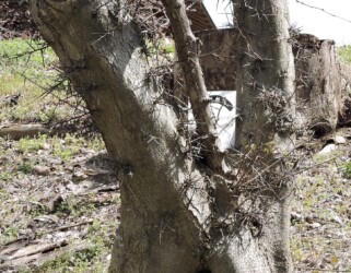 サイカチのトゲ