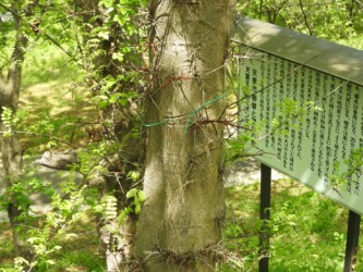 サイカチのトゲ