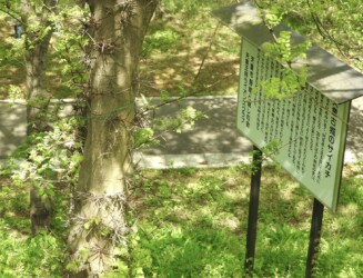 サイカチのトゲ