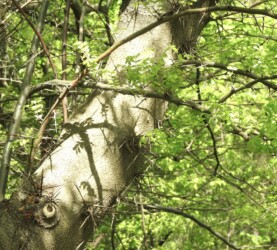 マメ科のサイカチの葉(羽状複葉)