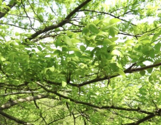 マメ科のサイカチの葉(羽状複葉)