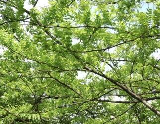 マメ科のサイカチの葉(羽状複葉)