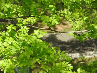 マメ科のサイカチの葉(羽状複葉)