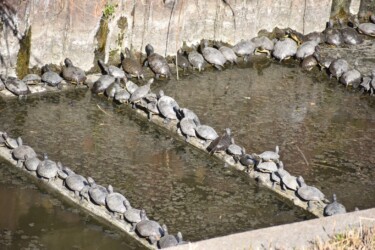 ミシシッピアカミミガメ