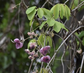 アケビの花
