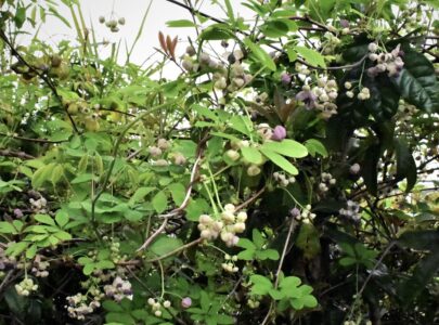 アケビの花