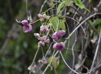 アケビの花