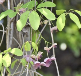 アケビの花