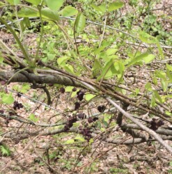 ミツバアケビの花