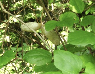 ミツバアケビの実